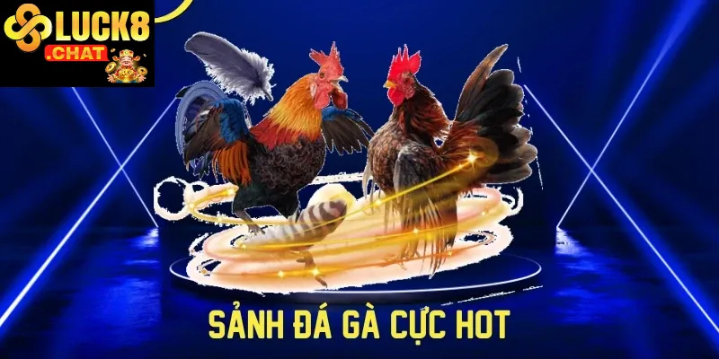 Đá gà Luck8 trải nghiệm giải trí truyền thống đỉnh cao cùng lợi ích hiện đại 1 Đá gà Luck8 giải trí truyền thống đỉnh cao lợi ích cao 2025
