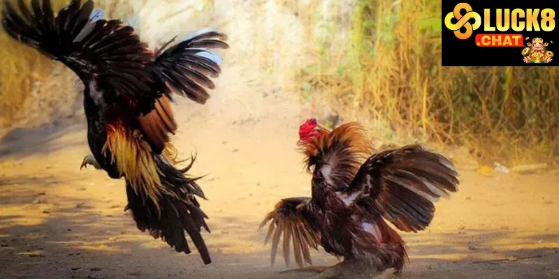Đá gà Luck8 trải nghiệm giải trí truyền thống đỉnh cao cùng lợi ích hiện đại 2 Giao diện và trải nghiệm người chơi Đá gà Luck8