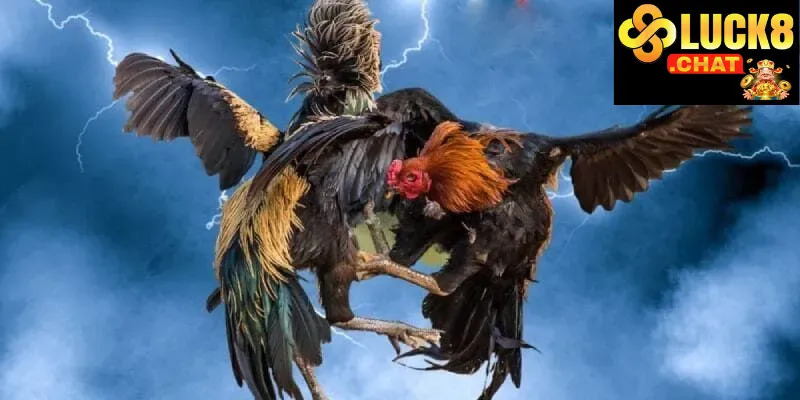 Đá gà Luck8 trải nghiệm giải trí truyền thống đỉnh cao cùng lợi ích hiện đại 3 Ưu đãi và khuyến mãi cho đá gà Luck8